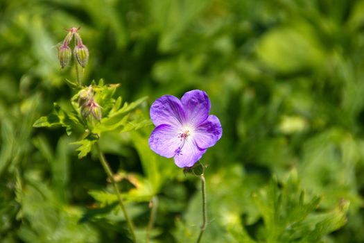 Beautiful purple flower in the meadow