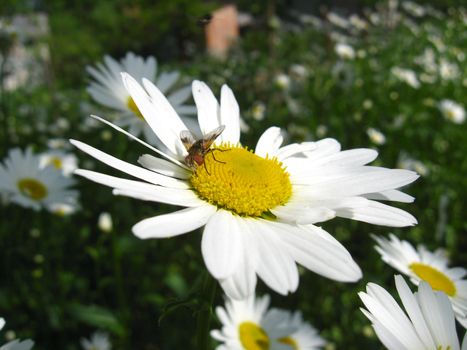 image of beautiful white chamomile and little fly
