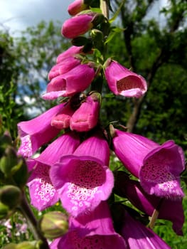 image with beautiful flower of lilac bluebell