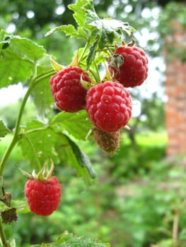 bunch of red ripe and tasty raspberry