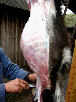 image of person who cuts carcass of a goat