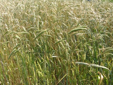 image of the field of spikelets of the wheat