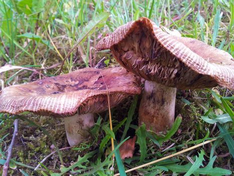 Couple of brown mushrooms in the grass in a forest