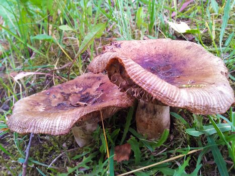 Couple of brown mushrooms in the grass in a forest