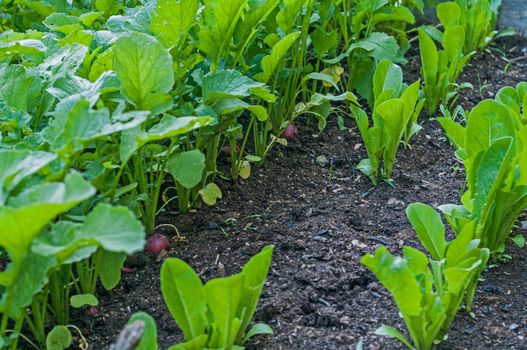 Rows of growing radish in a raised bed