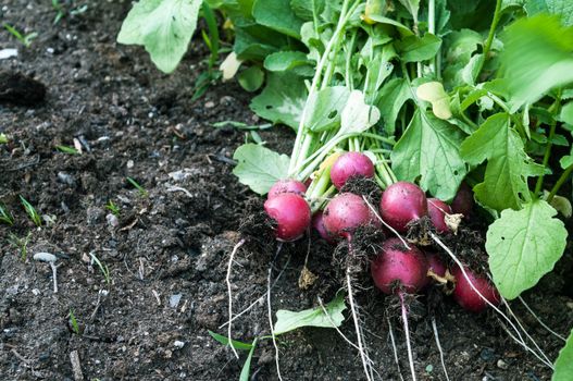 Radish on the Garden Bed laying along side carrots sprouts