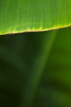 Green banana leaf texture with for background