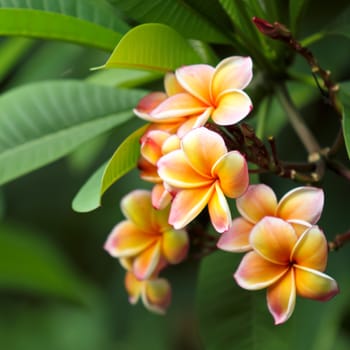 Orange frangipani flowers with leaves in background