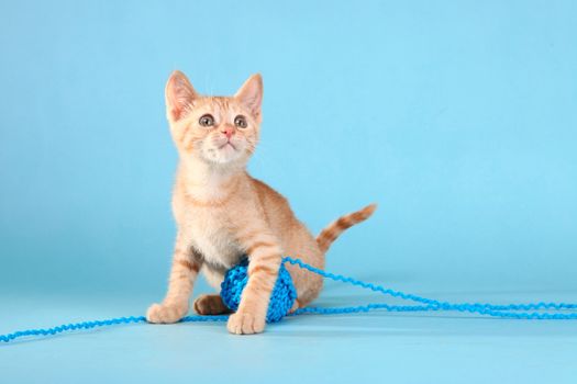 Adorable Little Baby Orange Tabby Kitten in Studio