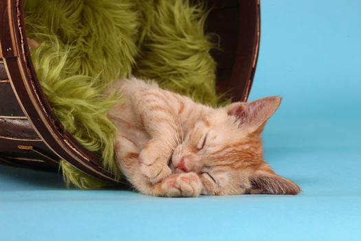 Adorable Little Baby Orange Tabby Kitten in Studio