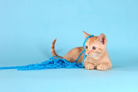 Adorable Little Baby Orange Tabby Kitten in Studio