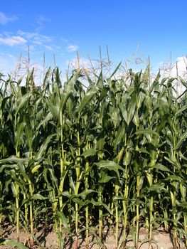 Close view of the plantation of the corn