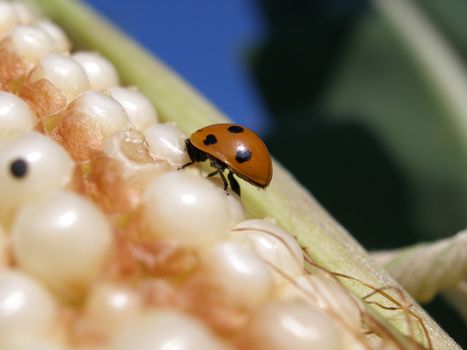 Macro very close view of the ladybug