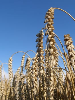 Plantation of the wheat at the very close view