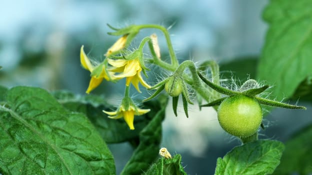flowers and unripe tomatoes close to