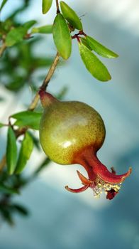  pomegranate on a branch close to