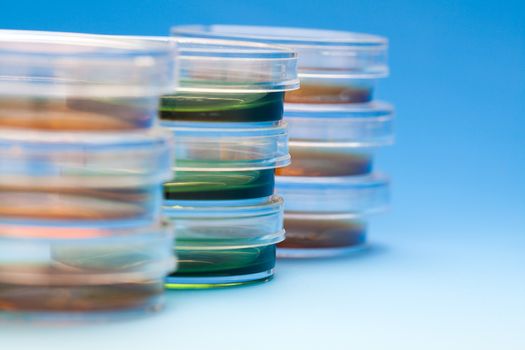 Petri dishes in the laboratory of the clinic