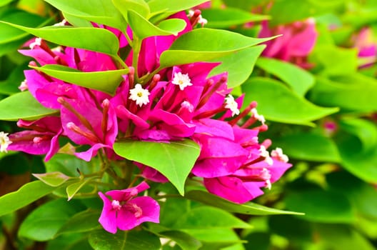 Bouquet of bougainvillea