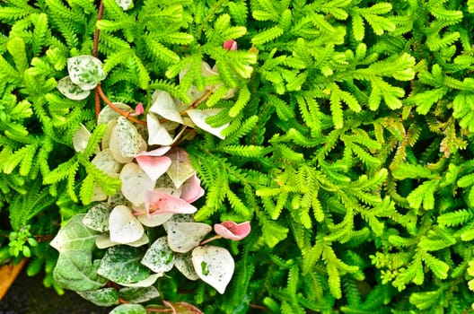 Fern Leaf