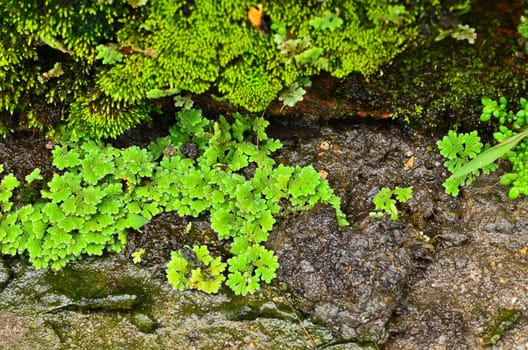 Moss on wet stone