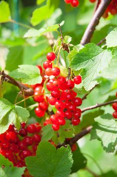 red currants on a bush.