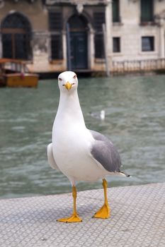 Proud seagull in port