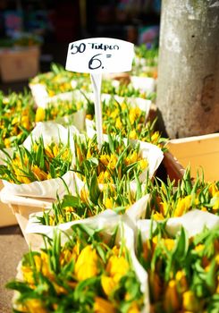 Amsterdam flower market close up details