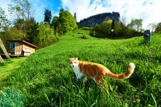 Cat walks in the meadow at Swiss Alps