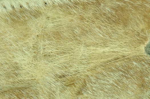 Close up texture of cow leather with hair