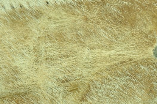 Close up texture of cow leather with hair