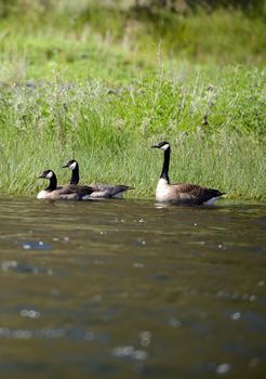 three canada geese on water in oregon in nature