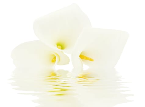 White calla lily close up in water