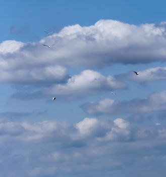black headed gulls flying against a blue sky with white clouds