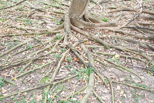 Tree Roots