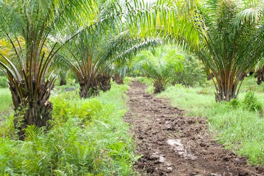 Oil Palm Plantation