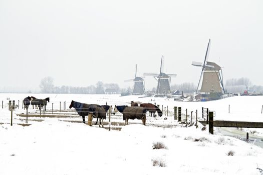 Horses in winter with traditional windmills in the Netherlands