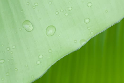 Droplets water on beautiful banana leaf