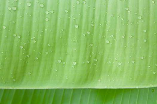 Droplets water on beautiful banana leaf