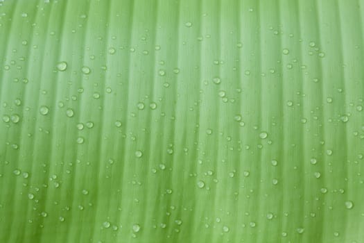 Droplets water on beautiful banana leaf