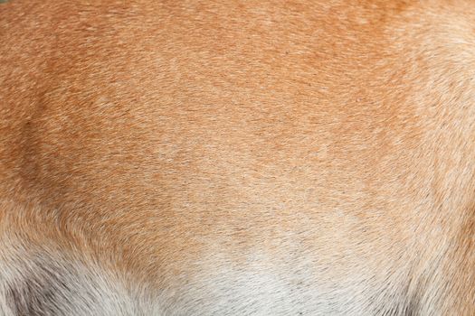 Dog fur