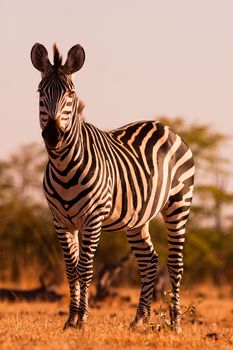 Colour image of a zebra in the wild