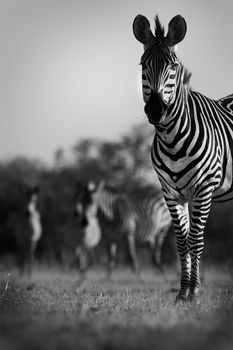 Black and white image of a Zebra in the wild