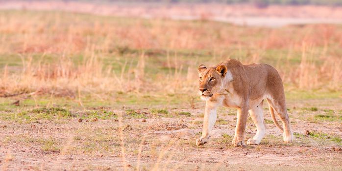 wild lioness hunting hunting in the African wilderness