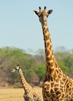 Two giraffes in the wild African bush