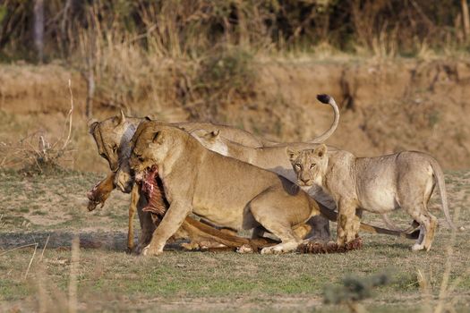 Wild pride of lions feeding on a prey