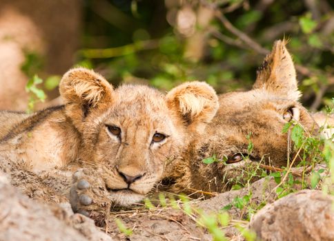 Cute Lion Cub and Mother resting in the shade of a large tree
