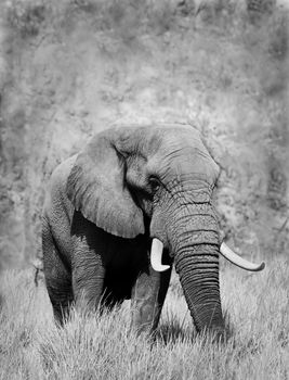 Wild African elephant in black and white