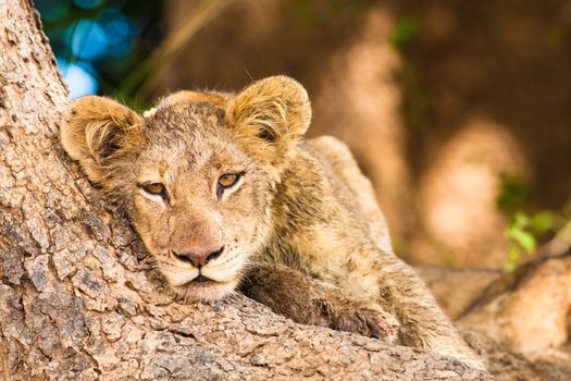 Cute Lion Cub resting at the base of a tree trunk
