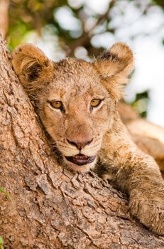 Cute Lion Cub resting against a tree