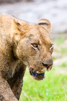 close up of wild Lion Hunting